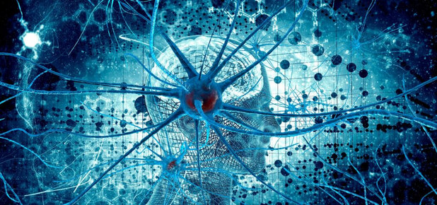 [Ольга Сварник] Введение в когнитивную нейронауку. Лекция 1. Принципы функционирования мозга (2025)