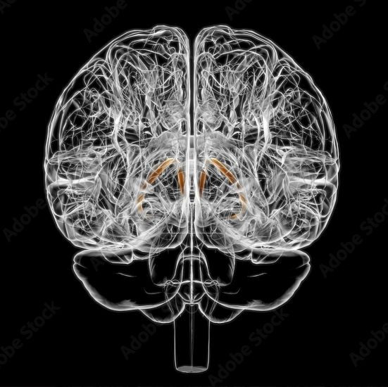 [Архэ] Сергей Лопатин ― Биология стресса. Лекция 4. Неконтролируемый стресс (2024)