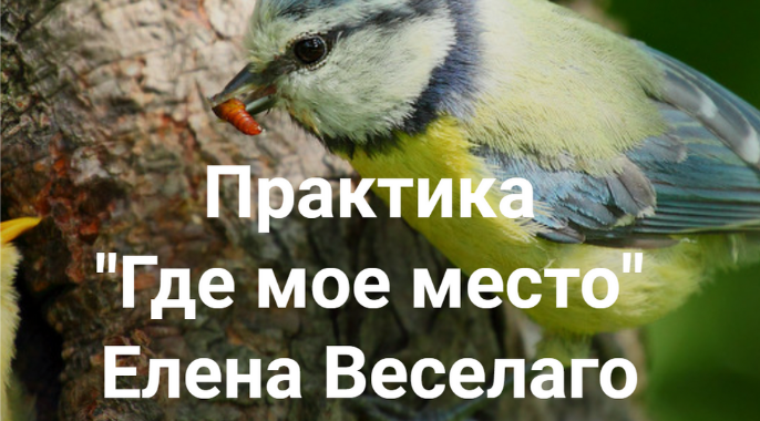 [Елена Веселаго] Практика "Где мое место" (2022)
