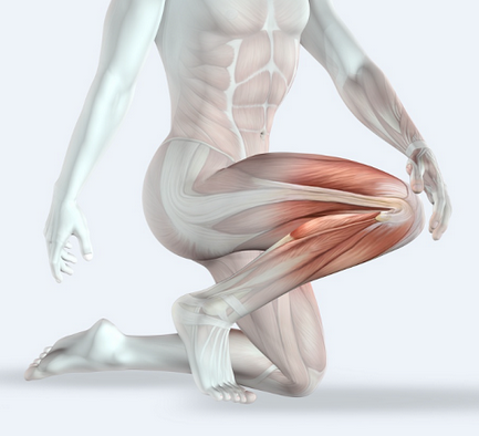 [Александр Волоткевич] Колени: здоровье и биомеханика (2025)