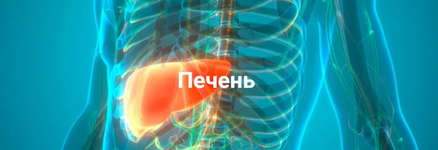 [Никита Истомин] Печень (2024)
