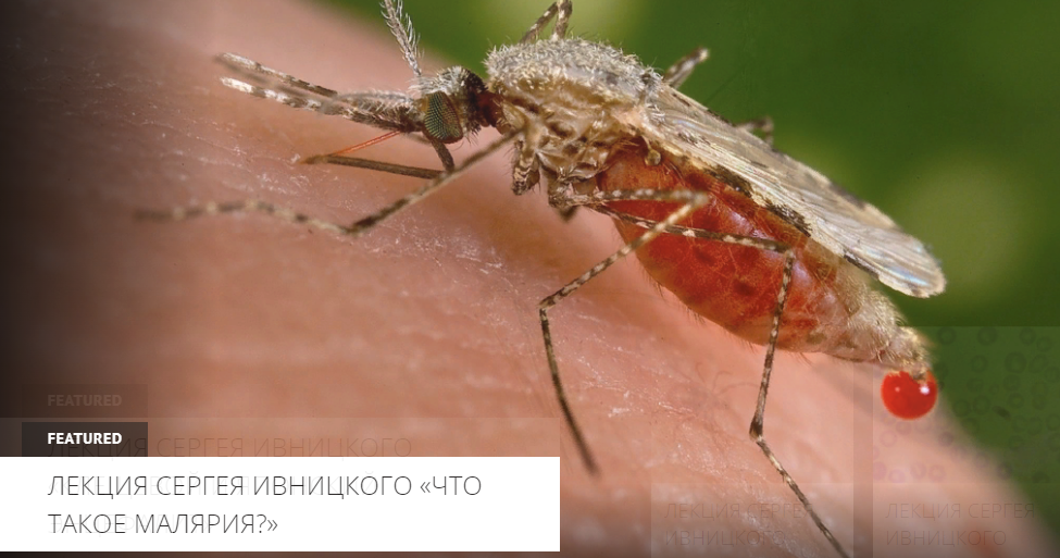 [Архэ] Сергей Ивницкий - Человек и паразиты — эволюция противостояния. Происхождение малярии (2023)
