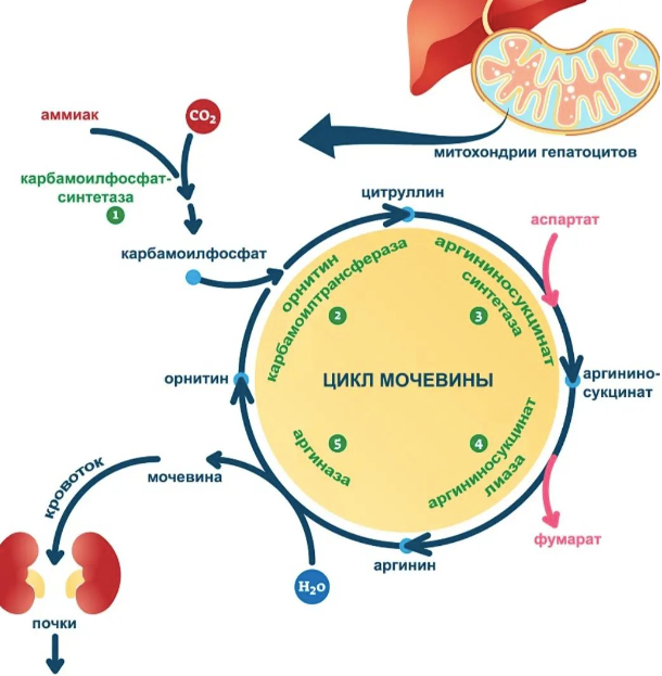[Анна Тищенко] Закрытый канал "Цикл мочевины" (2023)