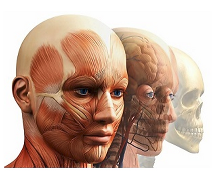 [Константин Берман] Анатомический ликбез (2023)