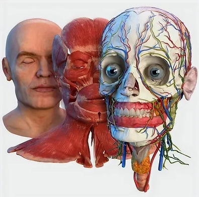 [Константин Берман] [Массажная школа Елены Земсковой] Топографическая анатомия головы и шеи (2022)