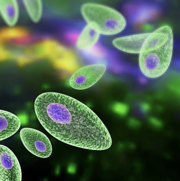 [Елена Чунаева] Паразитоз (2022)