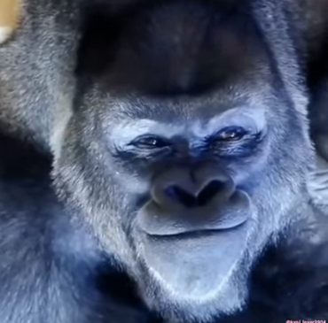 [Кошачья Бацыла] Подписка на контент. На 1 месяц. Тариф Легенда (2025)