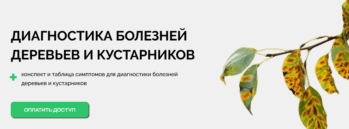 [Умный садовник] Диагностика болезней деревьев и кустарников (2025)