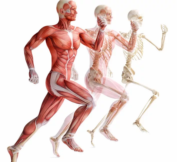 [Александр Волоткевич] Нейтральность, осанка и мышечно-скелетные асимметрии. Часть 1. Сагиттальная п