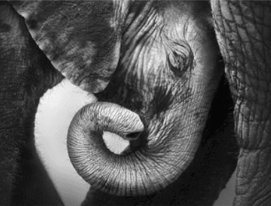 [Высшая школа психологии] Интегральный подход психологической работы с травмой. Раздел 1 (2022)